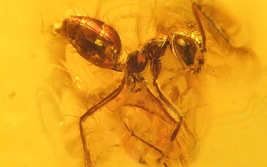 Baltic Amber with Detailed Ant with Leaf - Fossil cabochon - Aculeata, Formicidae