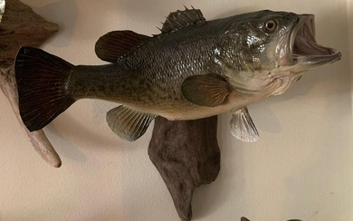 Bass Fish mount on driftwood base