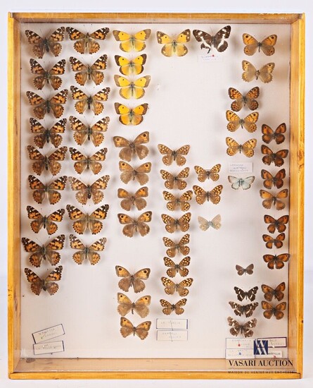 Boite entomologique contenant soixante lepidoptères... - Lot 13 - Vasari Auction