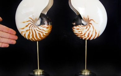 Chambered Nautilus specimens on custom pedestals - Nautilus pompilius - 370×235×115 mm - 2