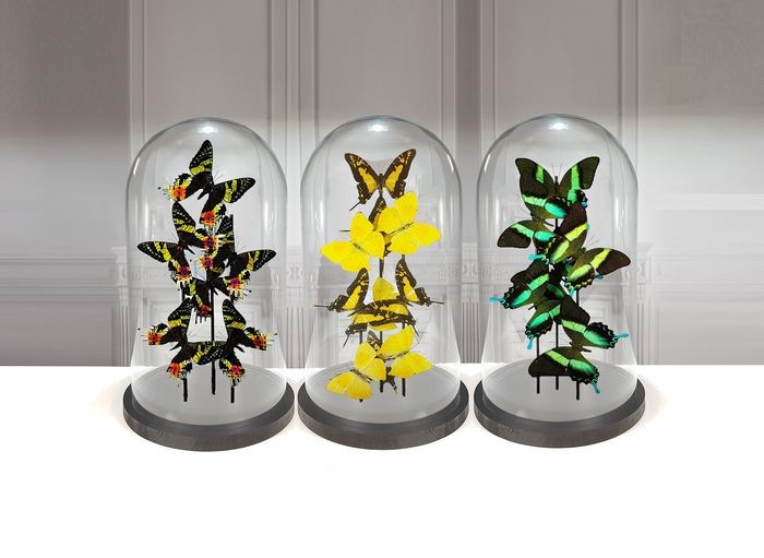 Collectors set or Finest quality mixed Butterflies under 3 Large Glass Domes - Various species - 40×23×23 cm