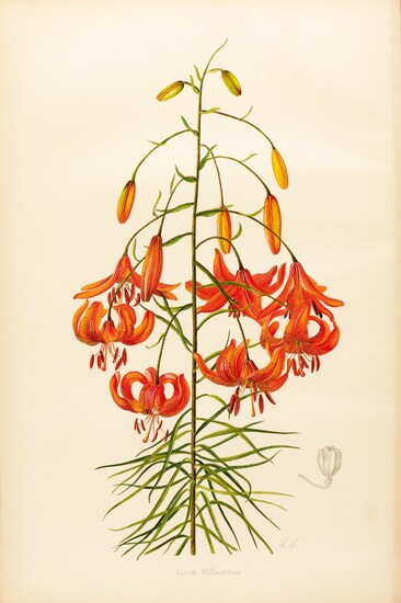 ELWES | A Monograph of the Genus Lilium, 2 volumes, 2 further parts, 1877-1962
