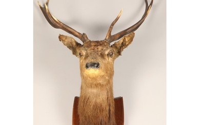 Early 20th century stags head mounted to an oak shield shape...