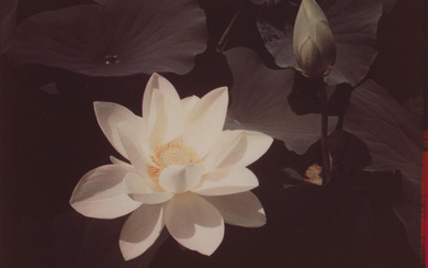 Edward Steichen (1879-1973) 'White Lotus'