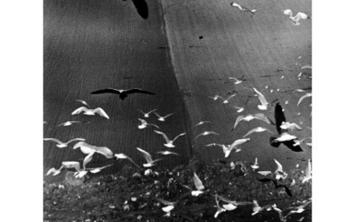 Mario Giacomelli ( 1925 - 2000 ) , Gabbiani 1980 ca. Vintage gelatin silver print. Photographer's credit stamp. Framed. 7.61 x 9.77 in. (13.2 x 15.48 in.)