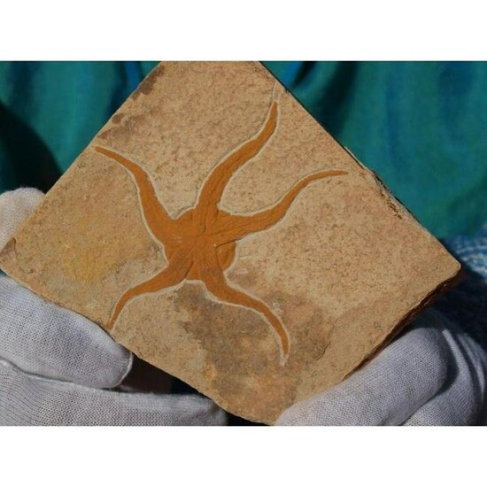 Large Prehistoric Starfish Fossil