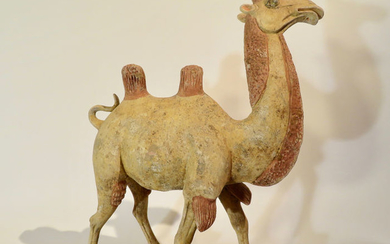 Mingqi - Pottery - Bactrian camel - with TL test - China - Tang Dynasty (618-907)