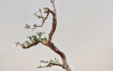 Olive bonsai (Olea europaea) - Height (Tree): 65 cm - Portugal