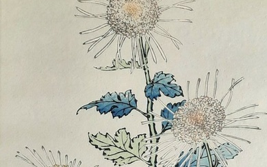 Woodblock print, Published by Unsodo - Hand printed on washi - Flowers - Keika Hasegawa (act. 1893-1905) - Hoshi-no-hikari 星之光 (Luster of stars) - From the series "One Hundred Chrysanthemums by Keika" - Japan - 1966