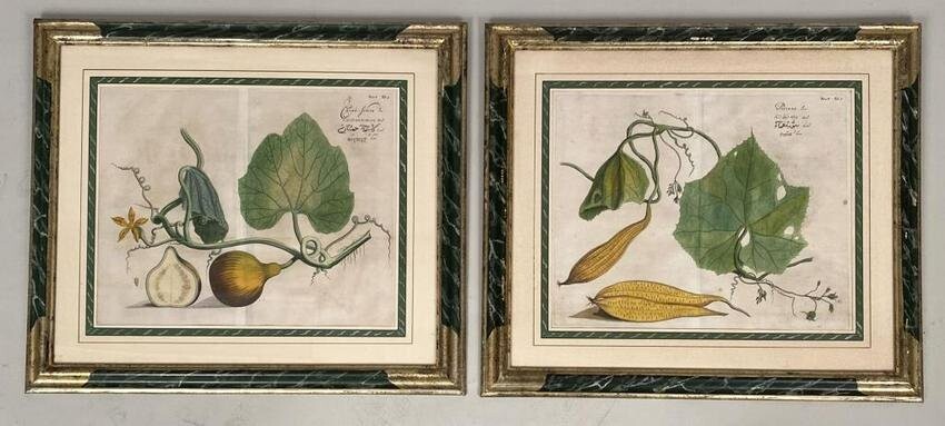 Pair 18th Century Hand Colored Engravings-Gourds