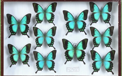 Papilio lorquinianus albertisi 10 mâles Mt.Arfak