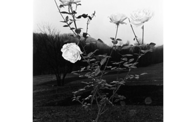 LEE FRIEDLANDER ( 1934 ) , Putney, Vermont, della serie Flowers and Trees 1972-1974 Vintage gelatin silver print. Signed and 51/70 on cardboard recto. 3.73 x...
