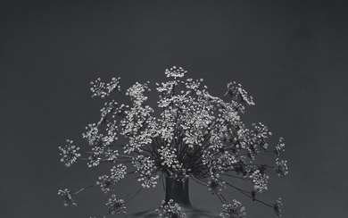 Robert Mapplethorpe Queen Anne's Lace