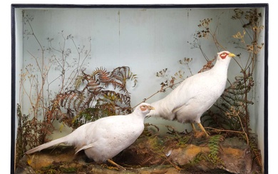 Taxidermy: A Cased Pair of White Pheasants (Phasianus colchicus), circa...