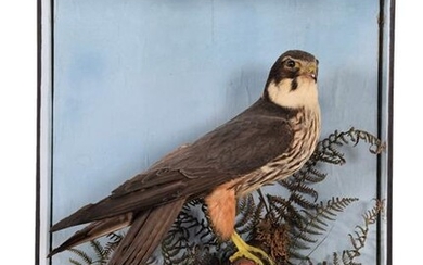 Taxidermy: A Late Victorian Cased Northern Hobby ( Falco subbuteo),...
