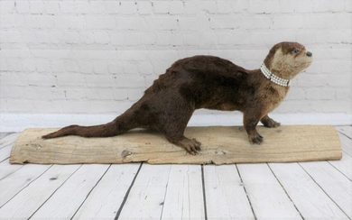 Taxidermy Full Body Otter W/ Pearl Necklace