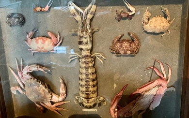 Two glass cases containing various crustaceans.