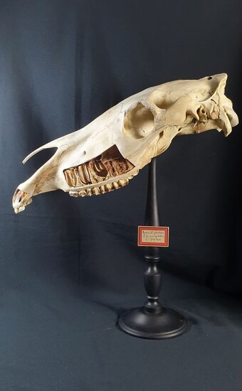 Vintage Horse Skull on custom pedestal - Equus caballus - 63×30×60 cm