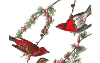 c1946 Audubon Print, #4 Purple Finch