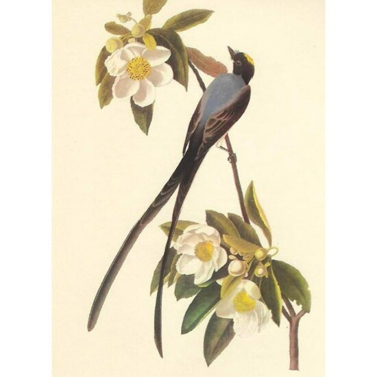 c.1950 Audubon Print, Fork-Tailed Flycatcher