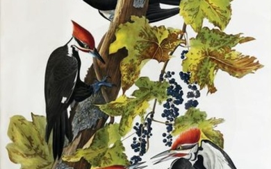 Audubon Aquatint Pileated Woodpecker