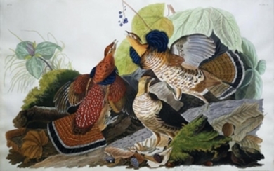 Audubon Aquatint Engraving, Ruffed Grouse, Plate 41