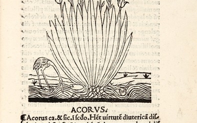 [Herbal] | Incipit tractatus de virtutibus herbarum, (1509)