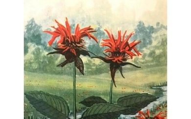 1920's Bee Balm Color Lithograph