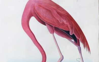 Audubon Engraving, American Flamingo