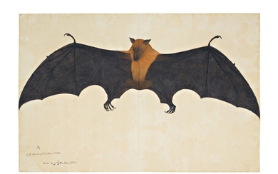 A Great Indian Fruit Bat or Flying Fox (Pteropus Giganteus), from the Impey Album, signed by Bhawani Das, Company School, Calcutta, circa 1778-83