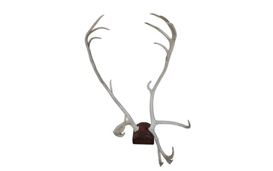 A pair of five point stag antlers