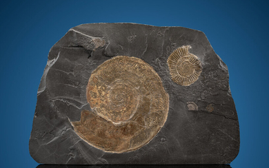 Ammonite Fossil Plate Dactylioceras sp. Lower Jurassic Lias Epsilon...