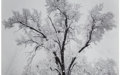 Ansel Adams (American, 1902-1984) Oaktree, Snows
