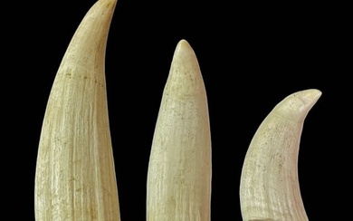 Antique Natural Sperm Whale Teeth (3pc)