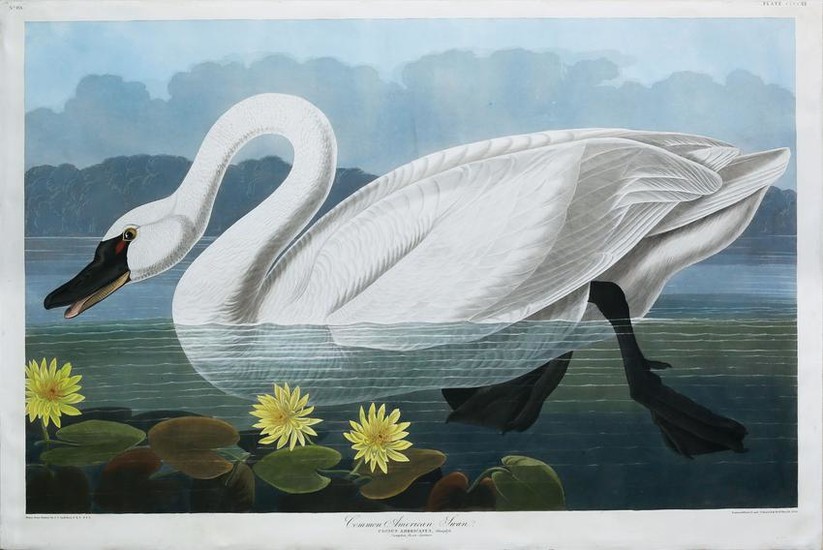 Audubon Aquatint, Common American Swan