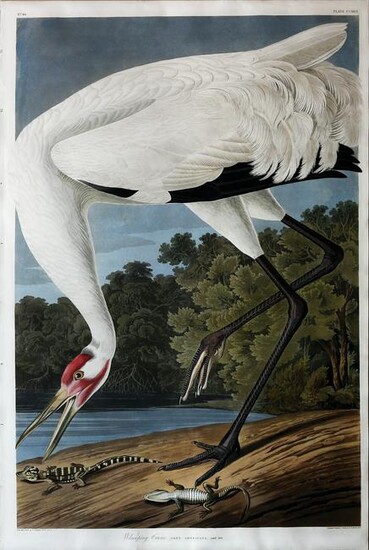 Audubon Aquatint, Hooping Crane