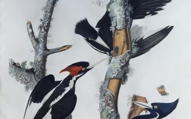 Audubon Aquatint, Ivory-billed Woodpecker - A Brilliant