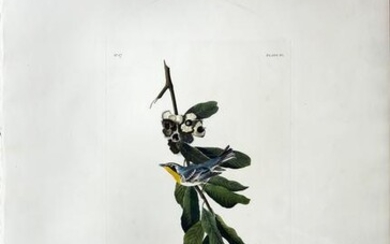 Audubon Aquatint, Yellow Throated Warbler