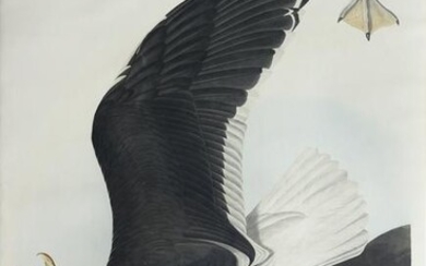 Audubon, Black Backed Gull, Plate 241