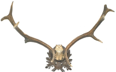 Black Forest Elk Taxidermy Horn Wall Display