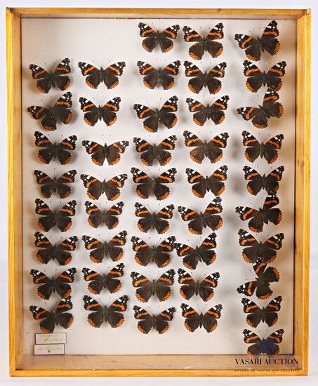 Boite entomologique contenant quarante-quatre... - Lot 14 - Vasari Auction