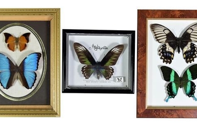 Entomology: Three Framed Tropical Butterflies, circa late 20th century, a...