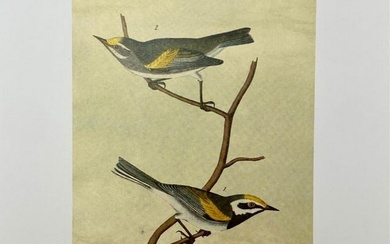 Golden-Winged Swamp-Warbler/Barchmans Swamp-Warbler
