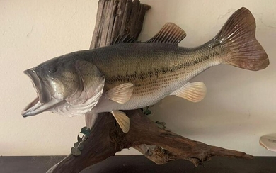 Large Mouth Bass Fish mount with driftwood base