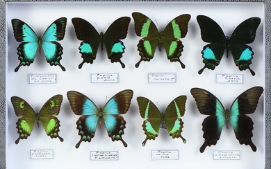 Papilio crino, karna, neumoegeni, lorquinianus, paris et divers 8 ex.
