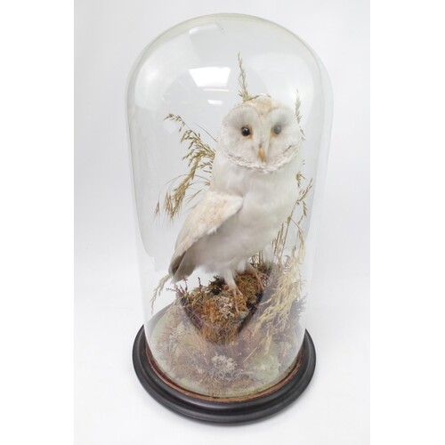 Taxidermy of a Barn Owl in Naturalistic setting, covered gla...