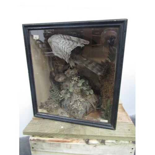 Victorian taxidermy case Sparrow Hawk