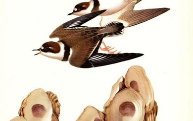 Vintage Menaboni Bird Picture â€“ Semipalmated Plover