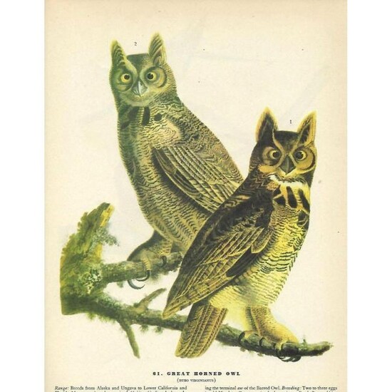 c1946 Audubon Print, #61 Great Horned Owl