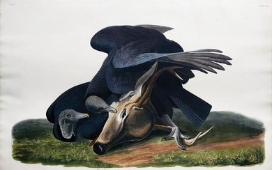 Audubon Aquatint Black Vulture